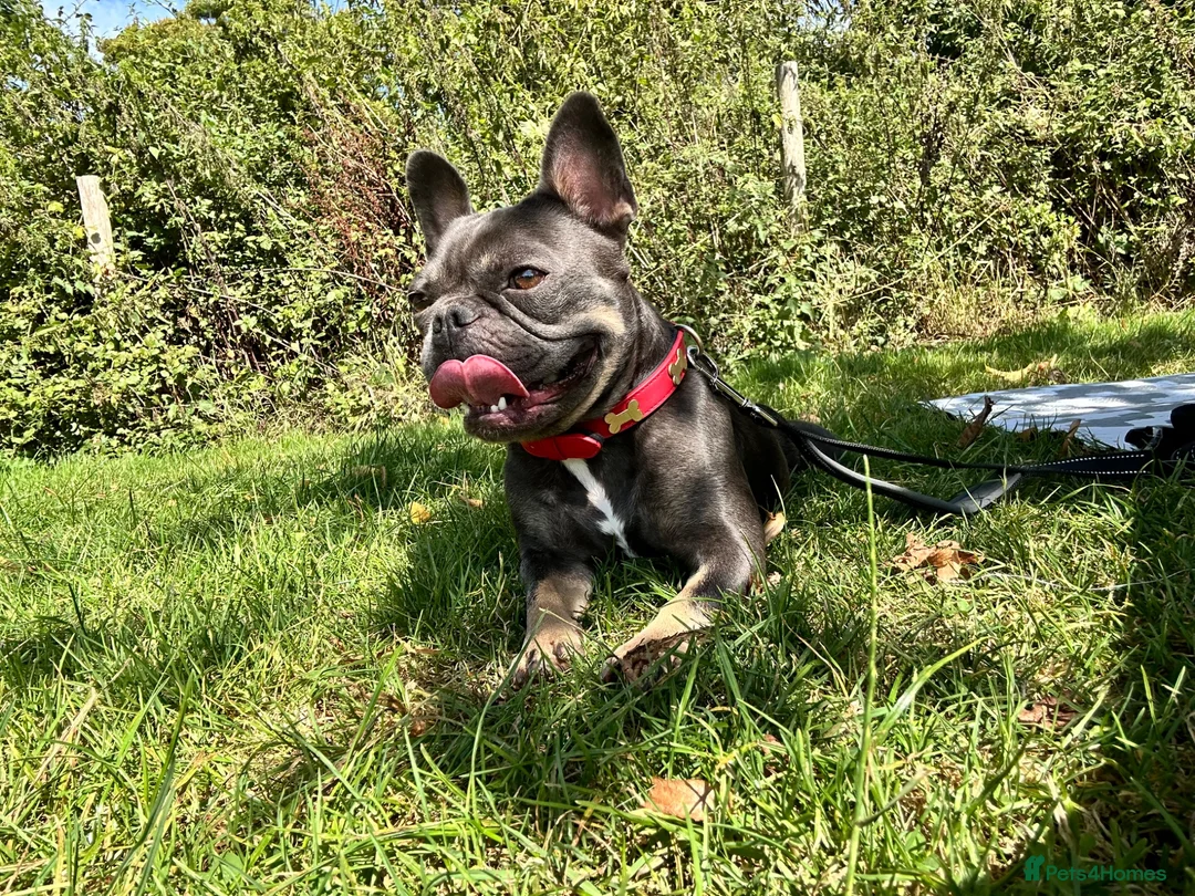 French Bulldog dogs for sale: This is Dolly-May - Advert 2