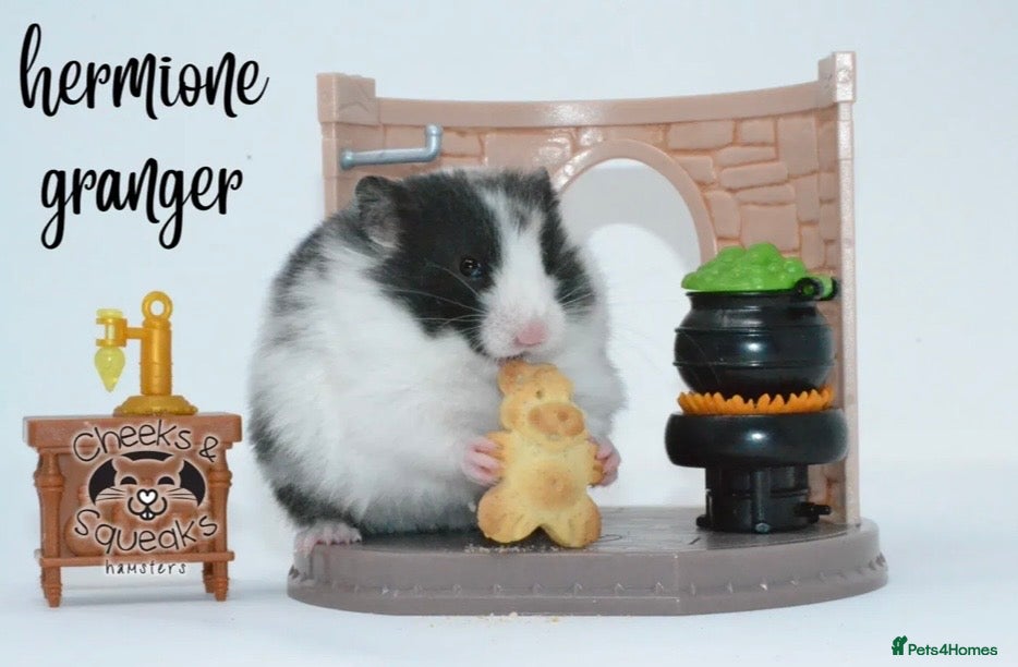 Hamster rodents for sale: Syrian Hamsters For Sale in Dunstable - Advert 6