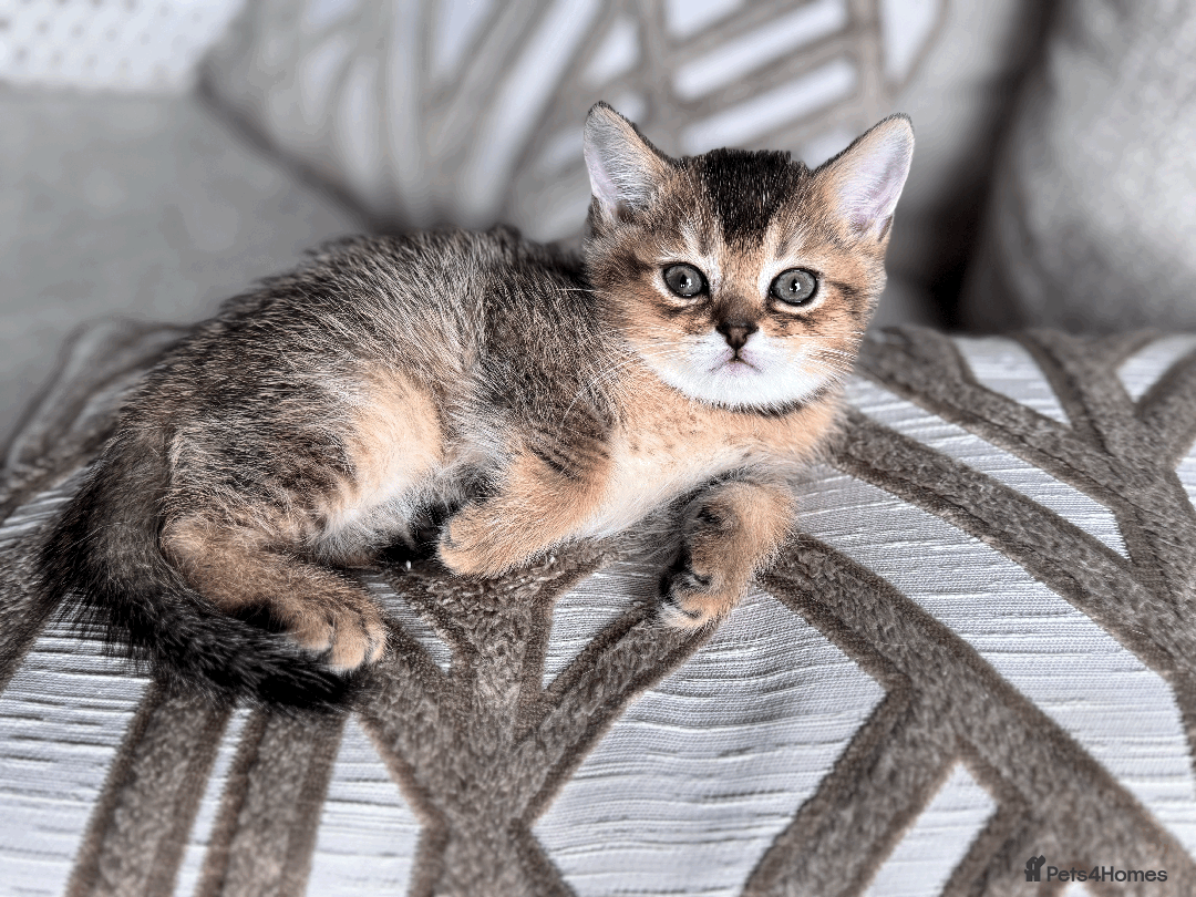 British Shorthair cats for sale: British shorthair - Image 8