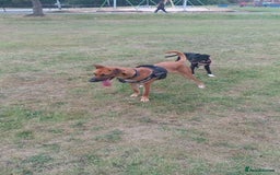 Mixed Breed dogs for sale: 14 month old German shepherd X Saluki  - Image 5