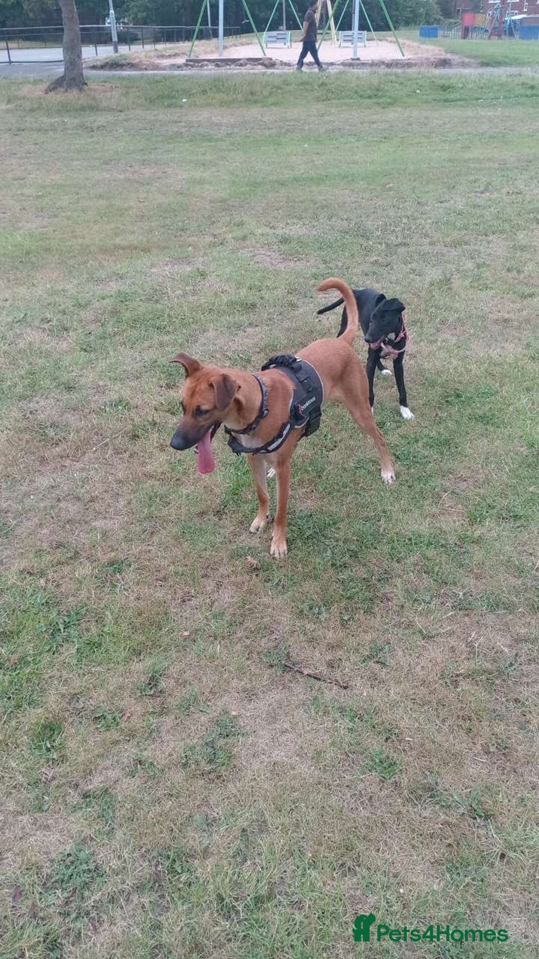 Mixed Breed dogs for sale: 14 month old German shepherd X Saluki  - Image 5