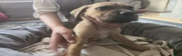 Mixed Breed dogs for sale: Cane Corso American Bulldog Puppies Family Raised  - Advert 10