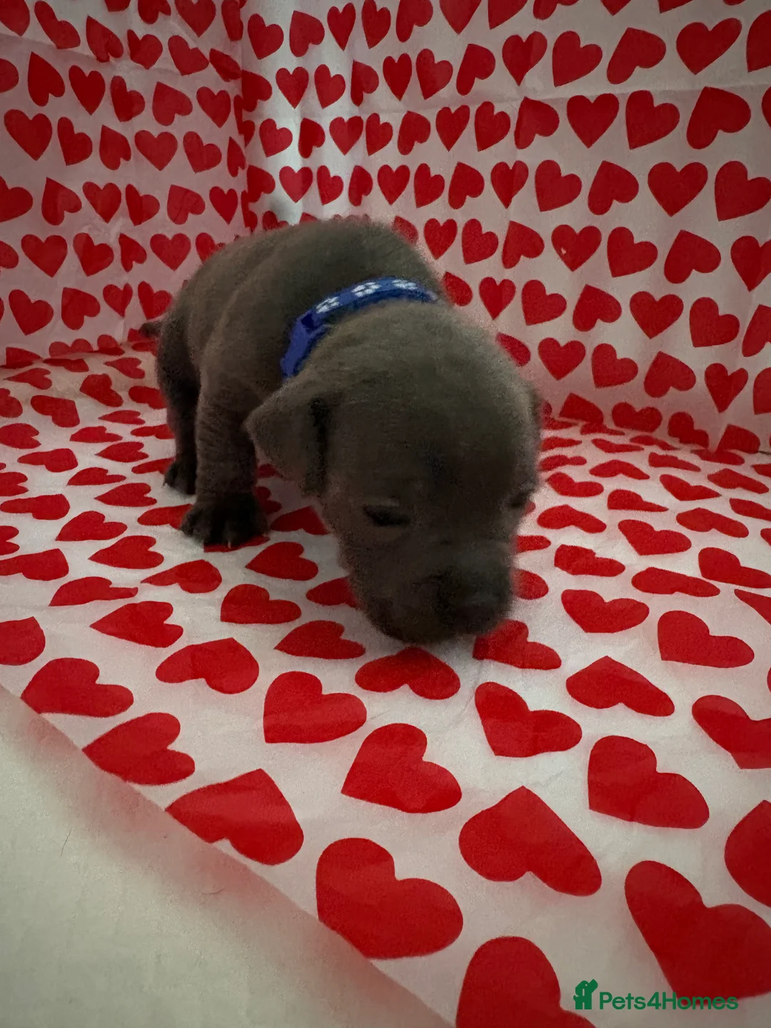 Staffordshire Bull Terrier dogs for sale: Blue staffy puppies, kent - Advert 19