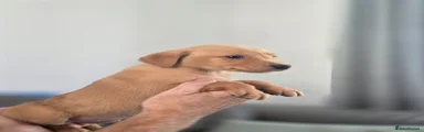 Labrador Retriever 6