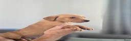 Labrador Retriever dogs for sale: Kc registered Fox red labrador puppies LAST BOYS   - Advert 19