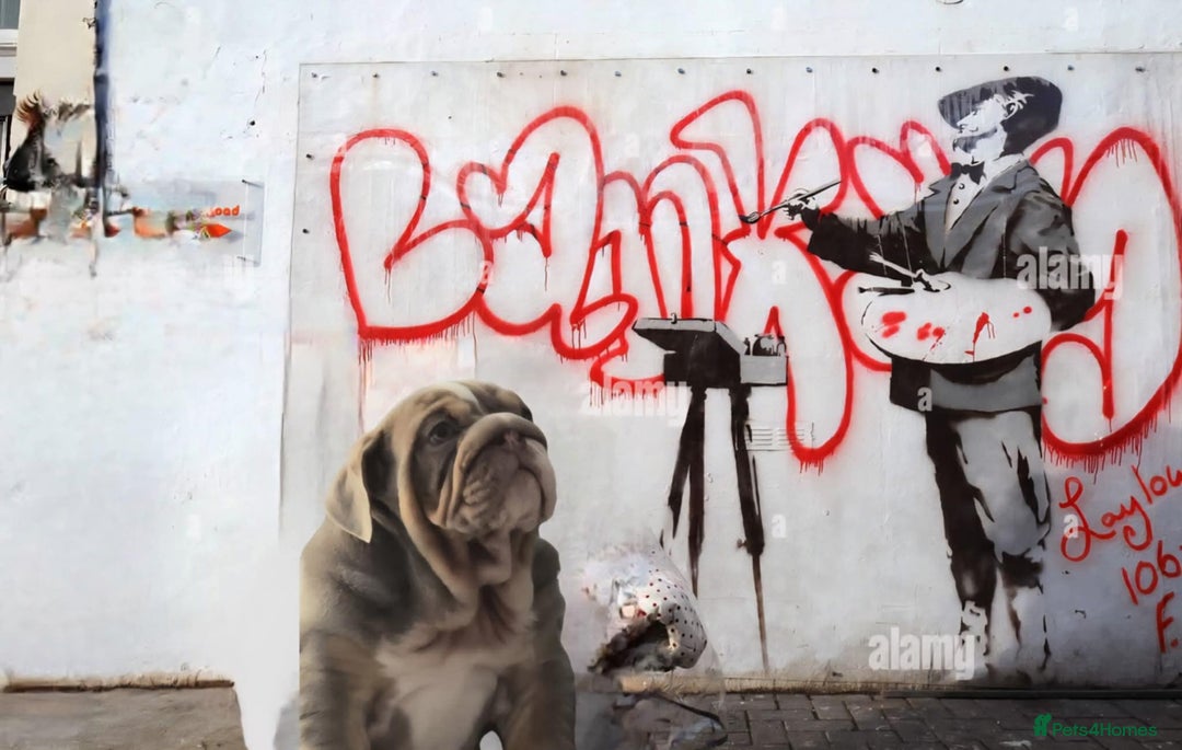 English Bulldog dogs for sale: English bulldog - Image 6