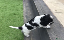 Cocker Spaniel dogs for sale:  show cocker puppy.KC reg. AMS.PRA. & FN clear. - Image 28