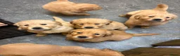 Golden Retriever dogs for sale: Stunning KC Golden Retriever Pups READY NOW - Advert 12