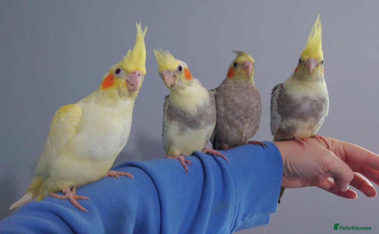 Cockatiels birds - Advert 1