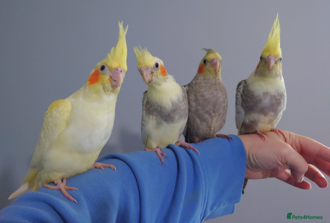 Cockatiels birds for sale: Hand reared silly tame DNA sexed baby cockatiels  - Image 1