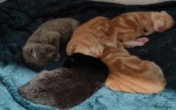 Mixed Breed cats for sale: Maine coon X ragdoll X English short haired  - Advert 9