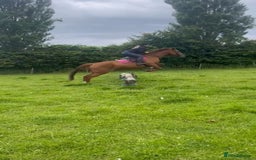 Irish Thoroughbred horses for sale: Beautiful chestnut mare for sale  - Image 7