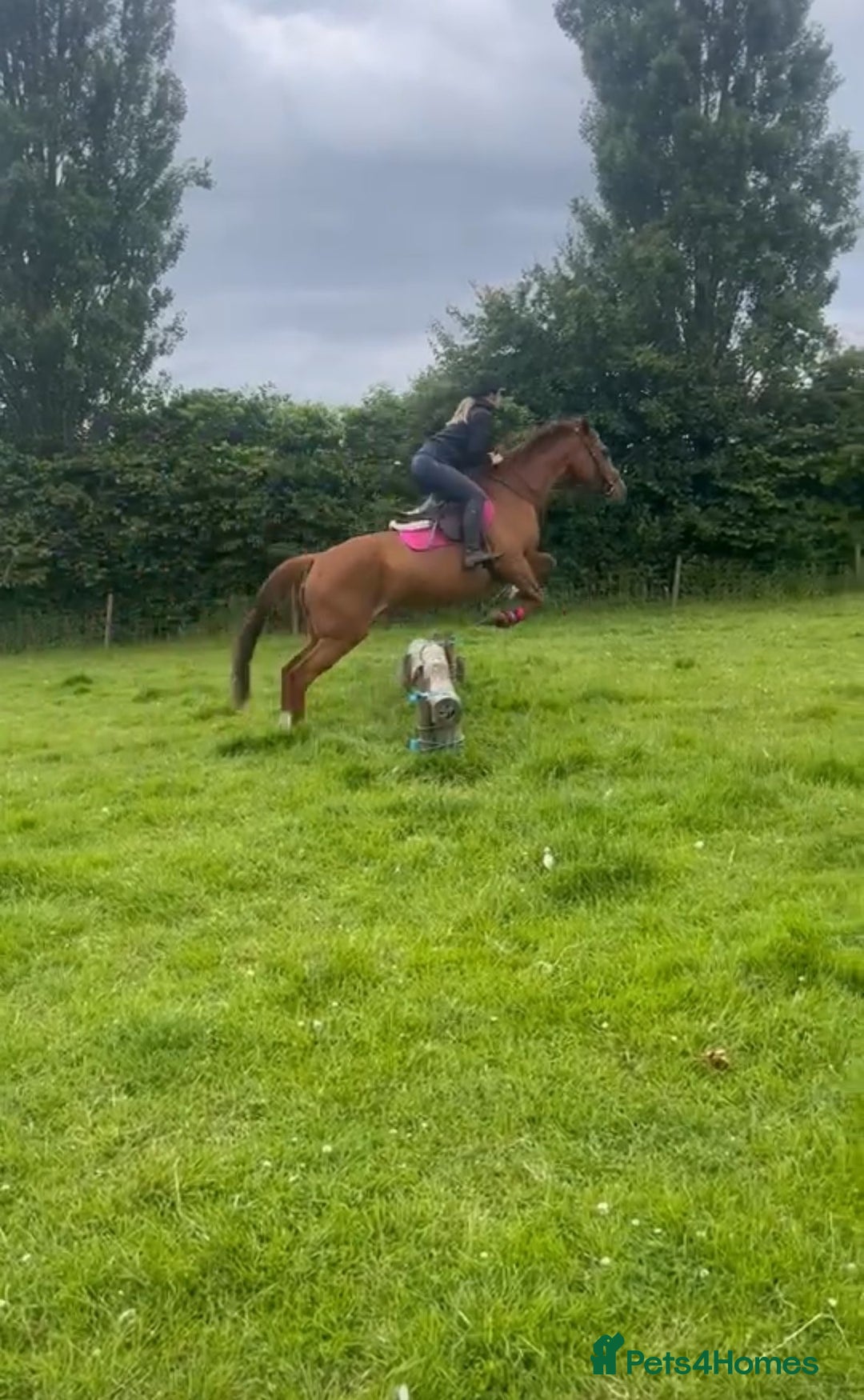 Irish Thoroughbred horses for sale: Beautiful chestnut mare for sale  - Image 7