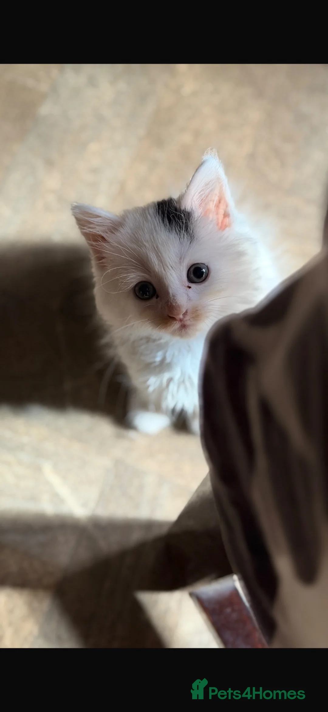 Mixed Breed cats for sale: Calico mixed ragdoll kittens for sale  - Advert 6