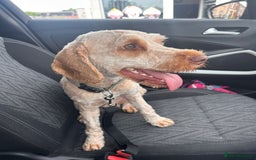 Cockapoo dogs for sale: 1 year old Cockerpoo - Image 5