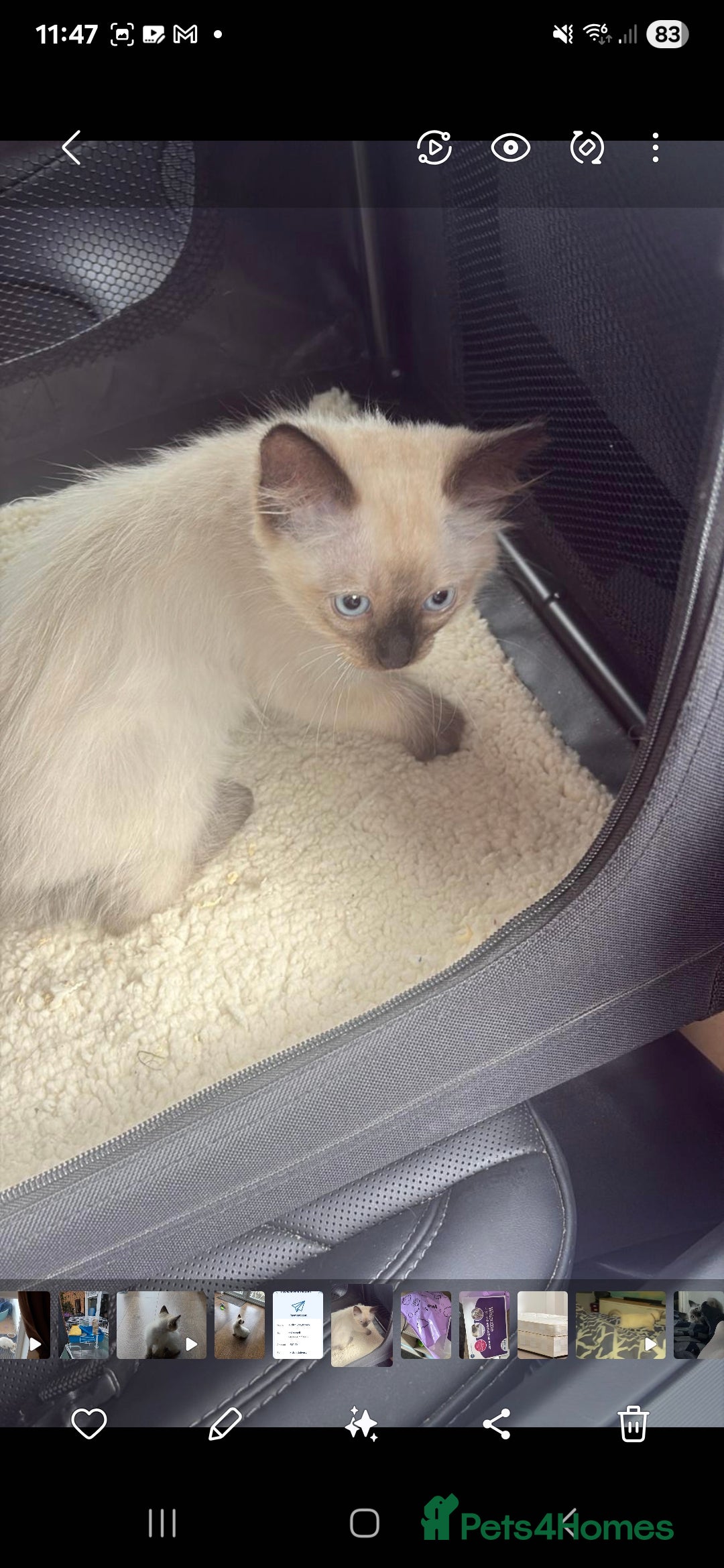Ragdoll cats for sale: Male Ragdoll Kitten - Image 5