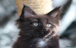 Maine Coon cats for sale: Adorable GCCF Black smoke Maine Coons kittens  - Image 13