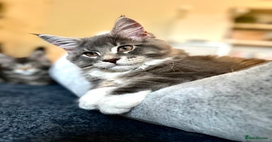 Maine Coon cats - Advert 5
