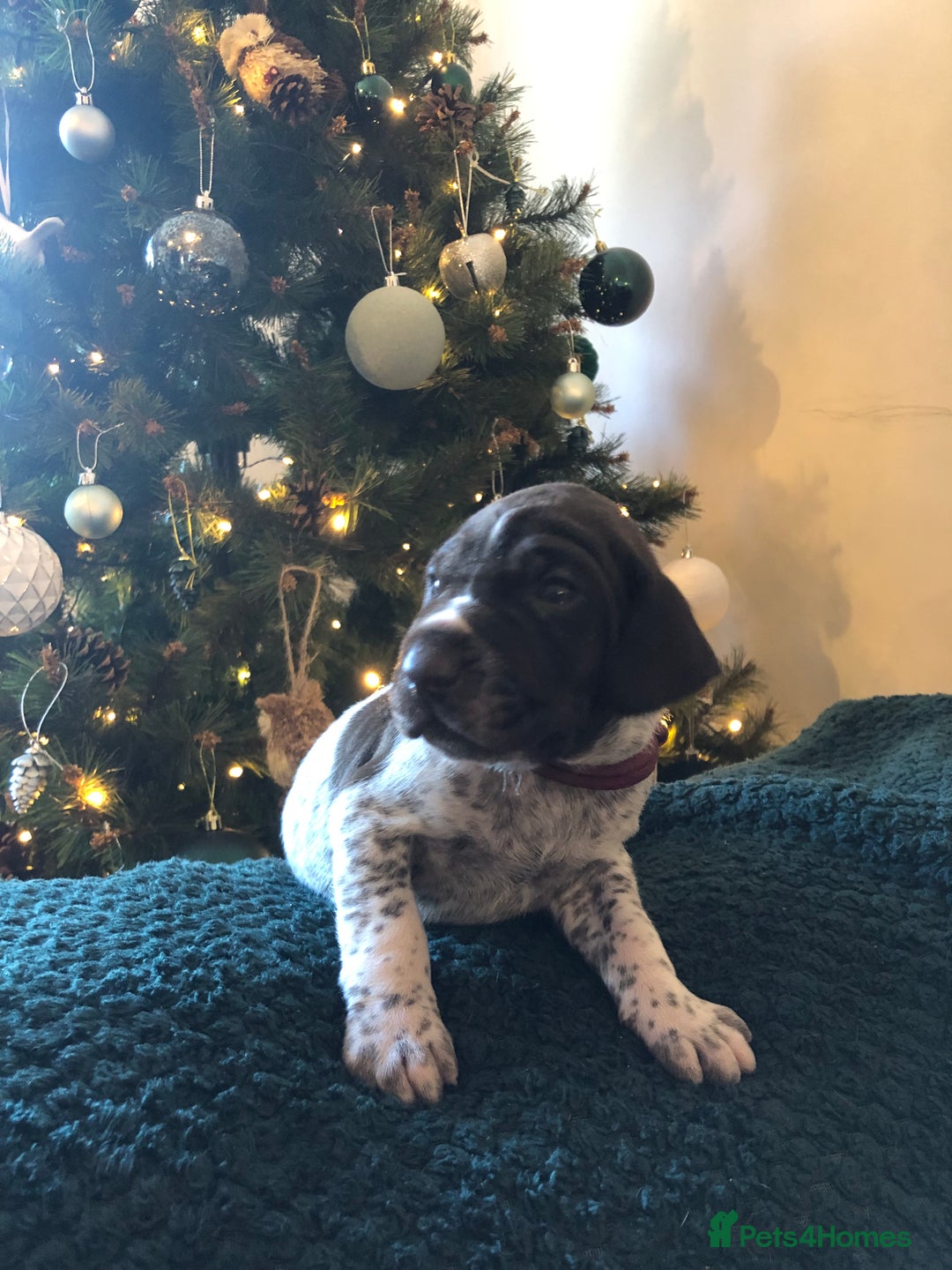 German Shorthaired Pointer dogs for sale: ALL RESERVED  - Advert 25