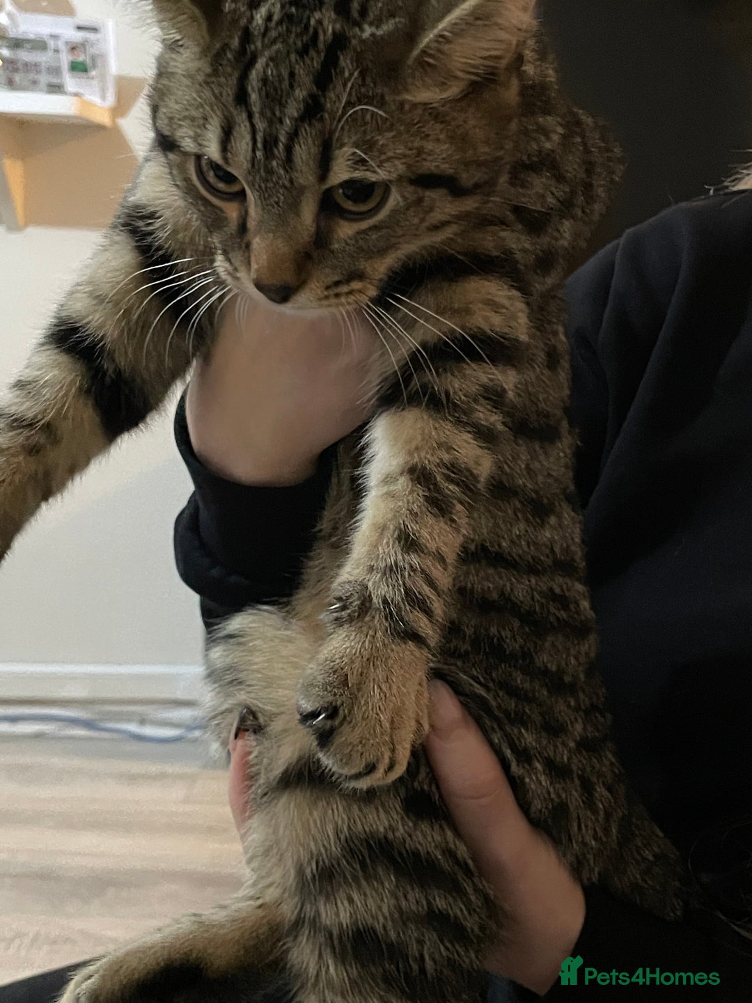 Mixed Breed cats for sale: Male British Shorthair cross with Tabby - Advert 3