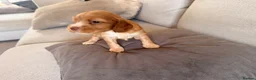 Mixed Breed dogs for sale: Beautiful Cocker Sproodle Puppies  in Weston-super-Mare - Advert 31