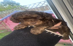 Cockapoo dogs for sale: 5 beautiful cockapoos! ONLY 2 LEFT  - Image 14