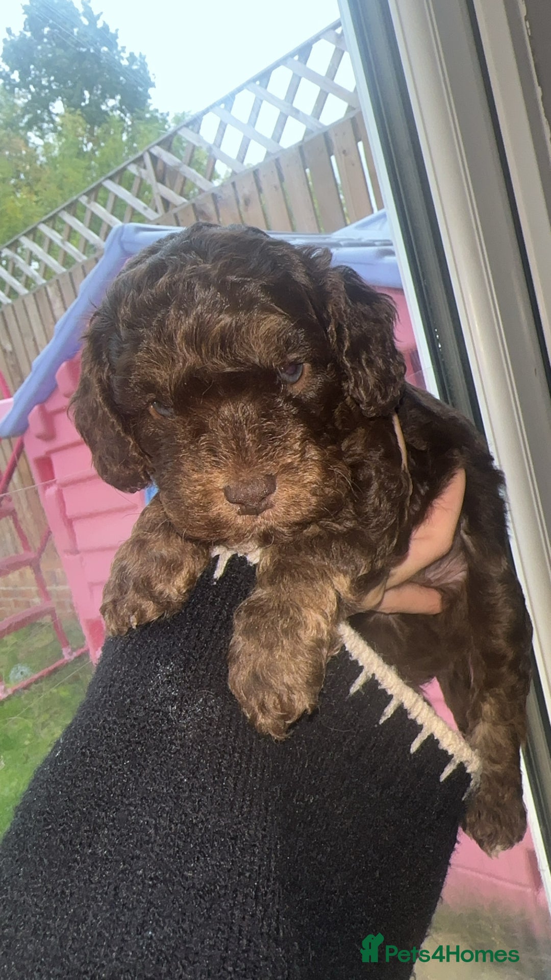 Cockapoo dogs for sale: 5 beautiful cockapoos! ONLY 2 LEFT  - Image 14