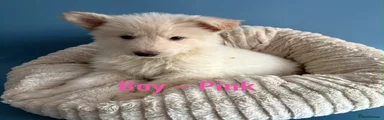 Boy - pink collar