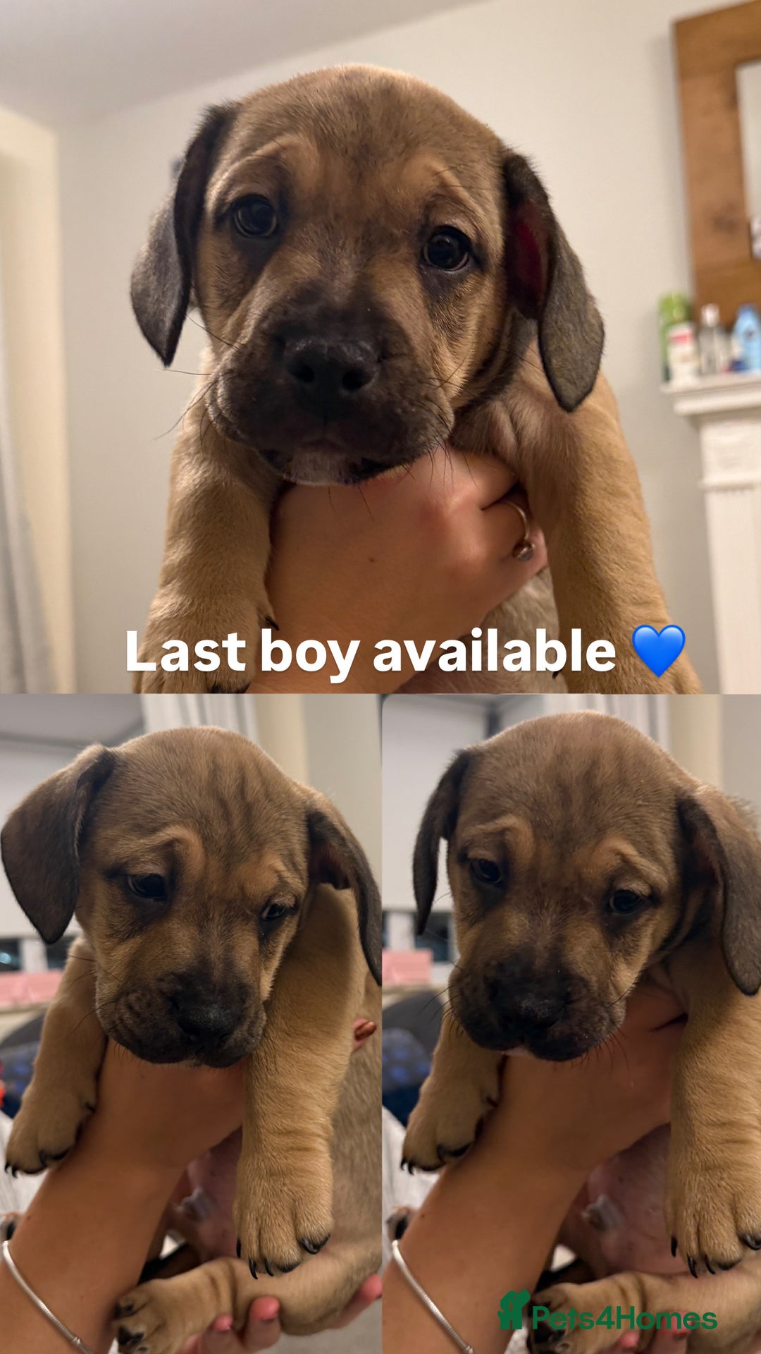 Mixed Breed dogs for sale:  Last 2 girls READY NOW! Rare English Bulldach - Advert 6