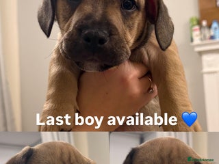 Mixed Breed dogs ❤️ 4 LEFT READY NOW ❤️ Rare English Bulldach Pups - Advert 12