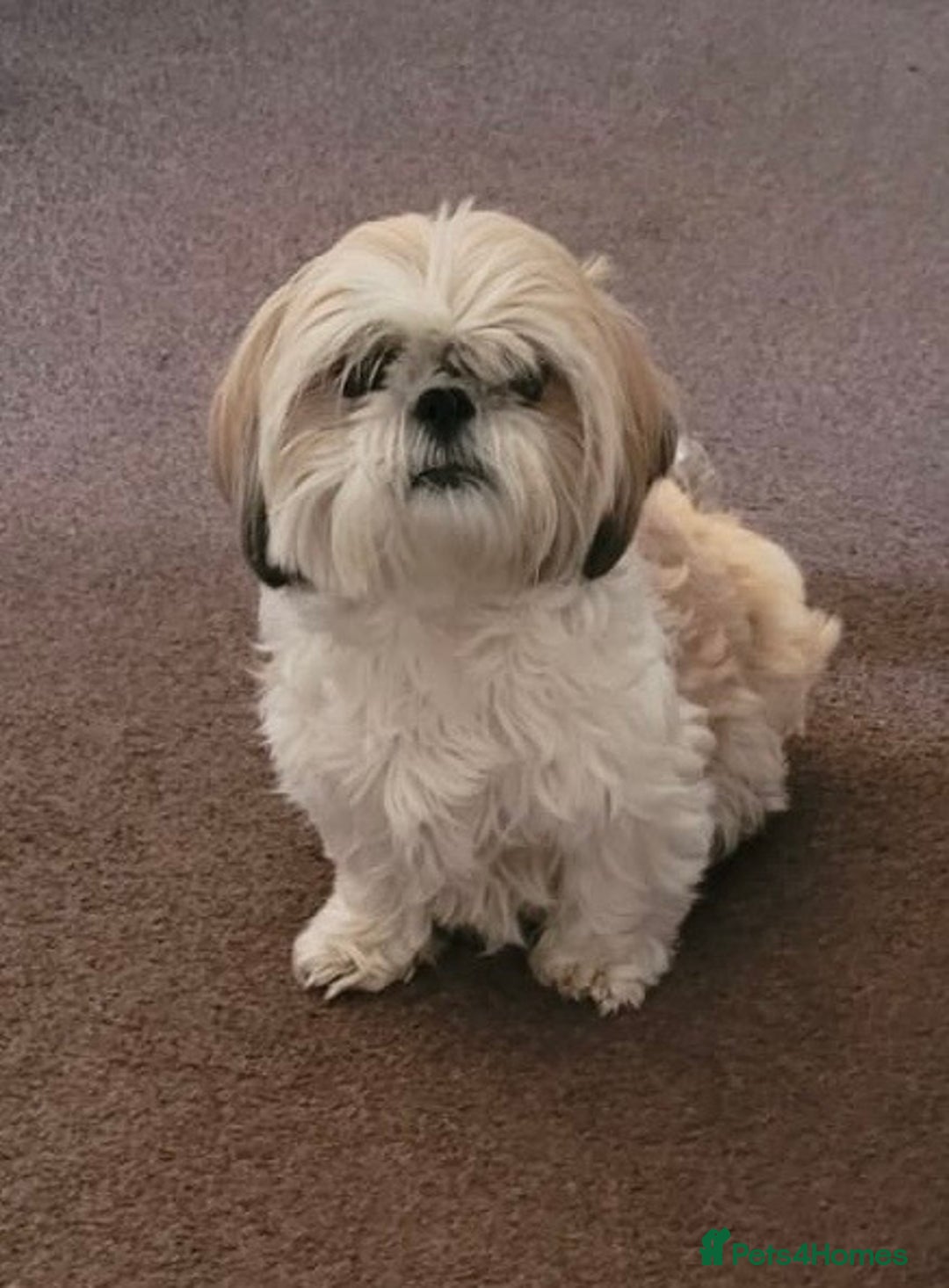 Shih Tzu dogs for sale: Beautiful Tricolour Mini Shih Tzu Puppies - Advert 16