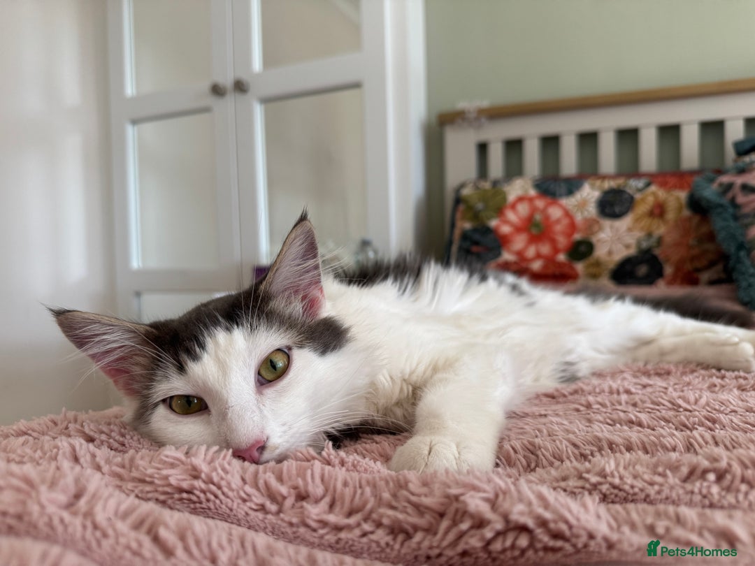 Mixed Breed cats for sale: Two lovely kittens looking for their forever home - Advert 9