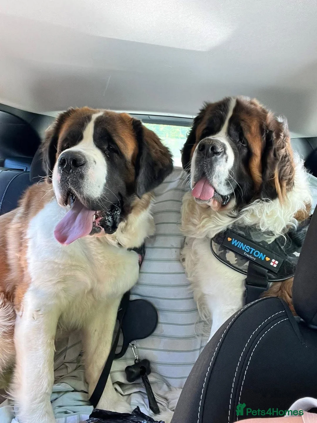 Saint Bernard dogs for sale: Kc registered Saint Bernard pups  - Advert 2