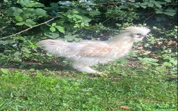 Chickens poultry for sale: Silkie cockerels - Image 5