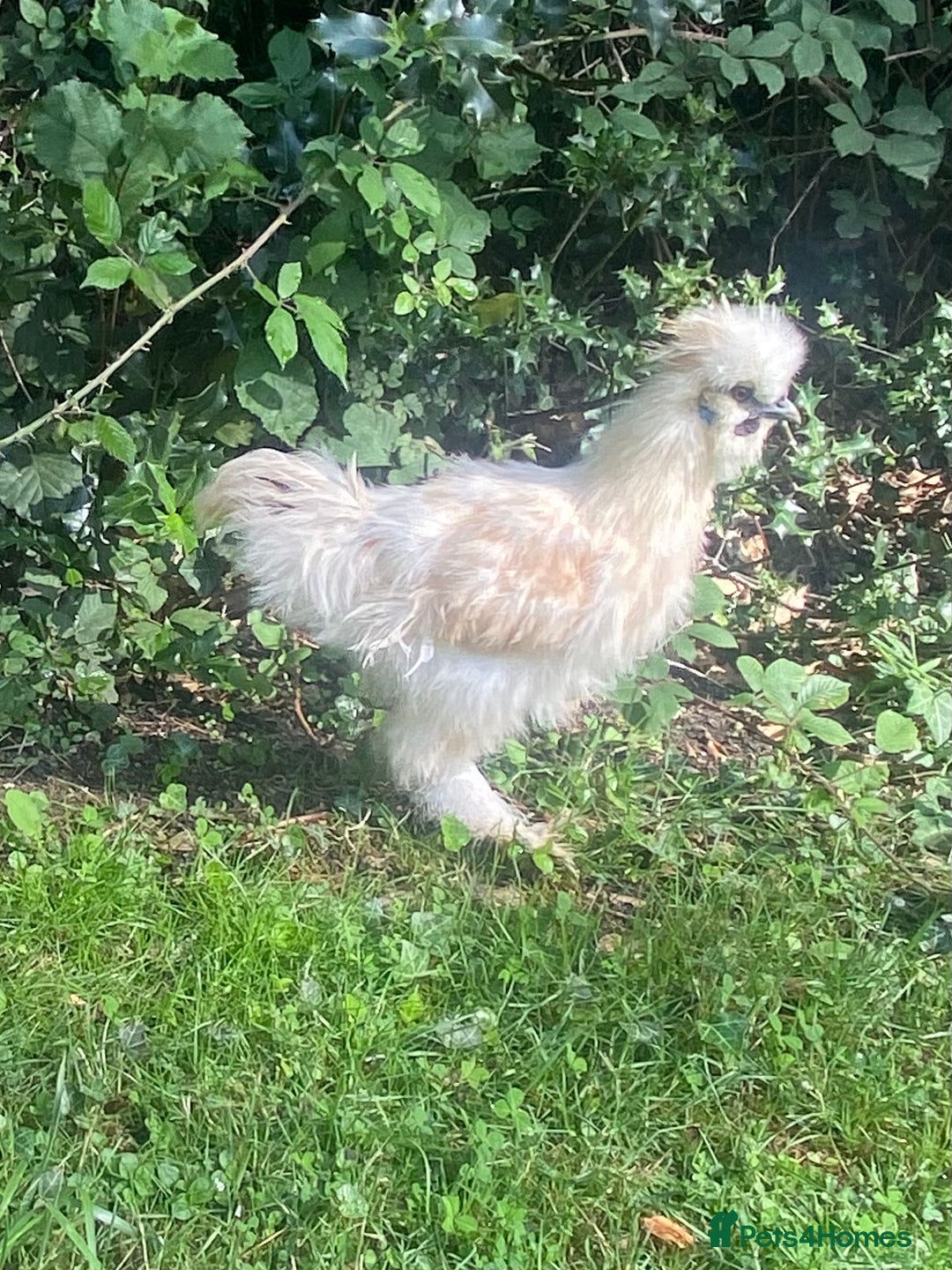 Chickens poultry for sale: Silkie cockerels - Image 5