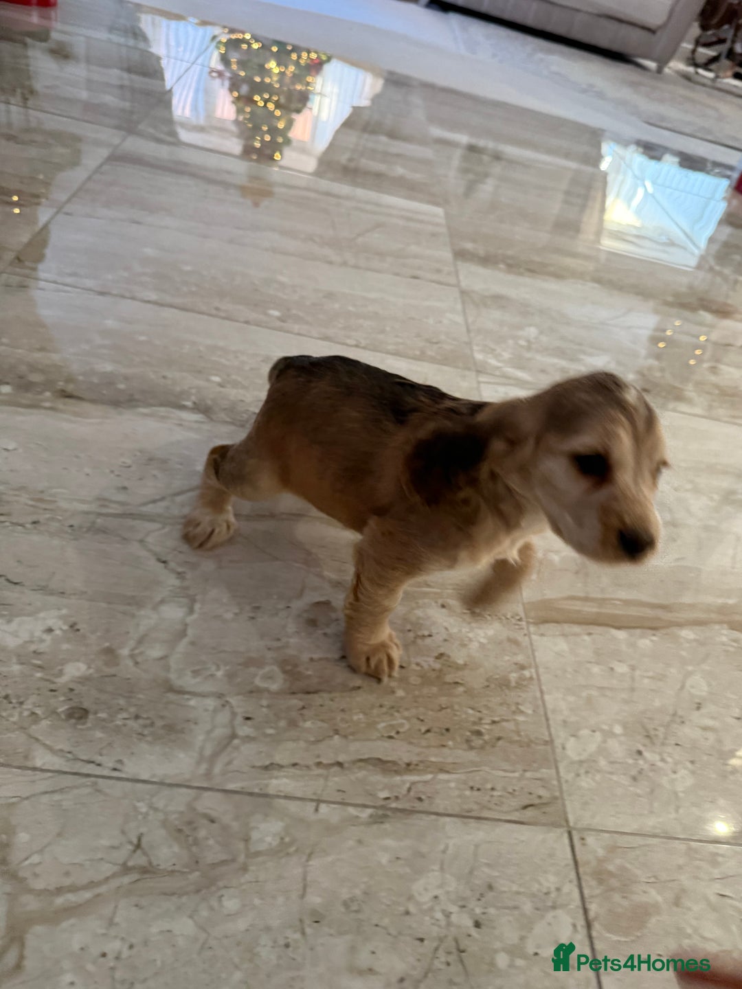 Cocker Spaniel dogs for sale: 2 girls left! Litter of 6 adorable kc reg puppies  - Advert 11