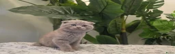 Mixed Breed cats for sale: Gorgeous blue Scottish Fold British Longhair Boy  - Advert 5