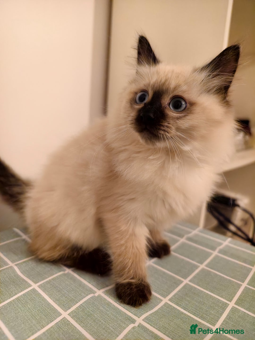 Ragdoll cats for sale: Beautiful Seal Point Ragdoll Kittens – for sale - Advert 19