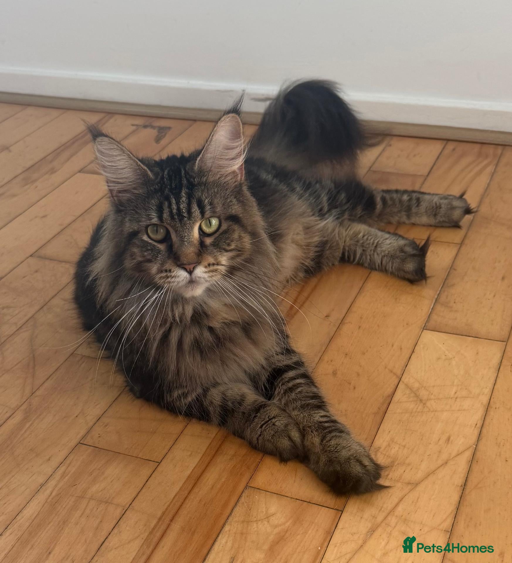 Maine Coon cats for sale: Big & Chuncky Maine coon kittens - Advert 2
