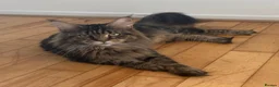 Maine Coon cats for sale: Big & Chuncky Maine coon kittens in Braintree - Advert 5