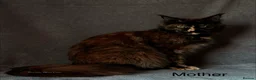 Maine Coon cats for sale: SHOW QUALITY GCCF MAINE COON KITTENS - Advert 5