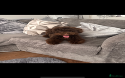 Toy Poodle dogs for sale: Male toy poodle  - Image 3