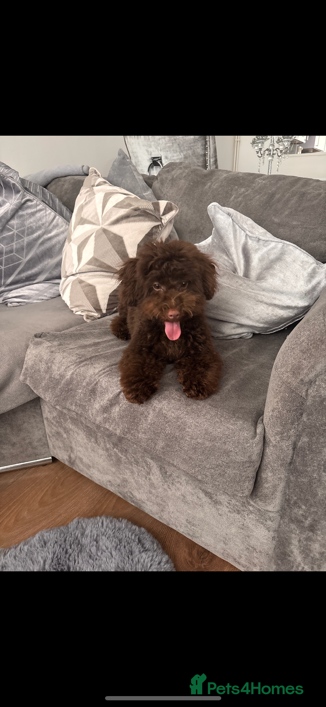 Toy Poodle dogs for sale: Male toy poodle  - Image 3