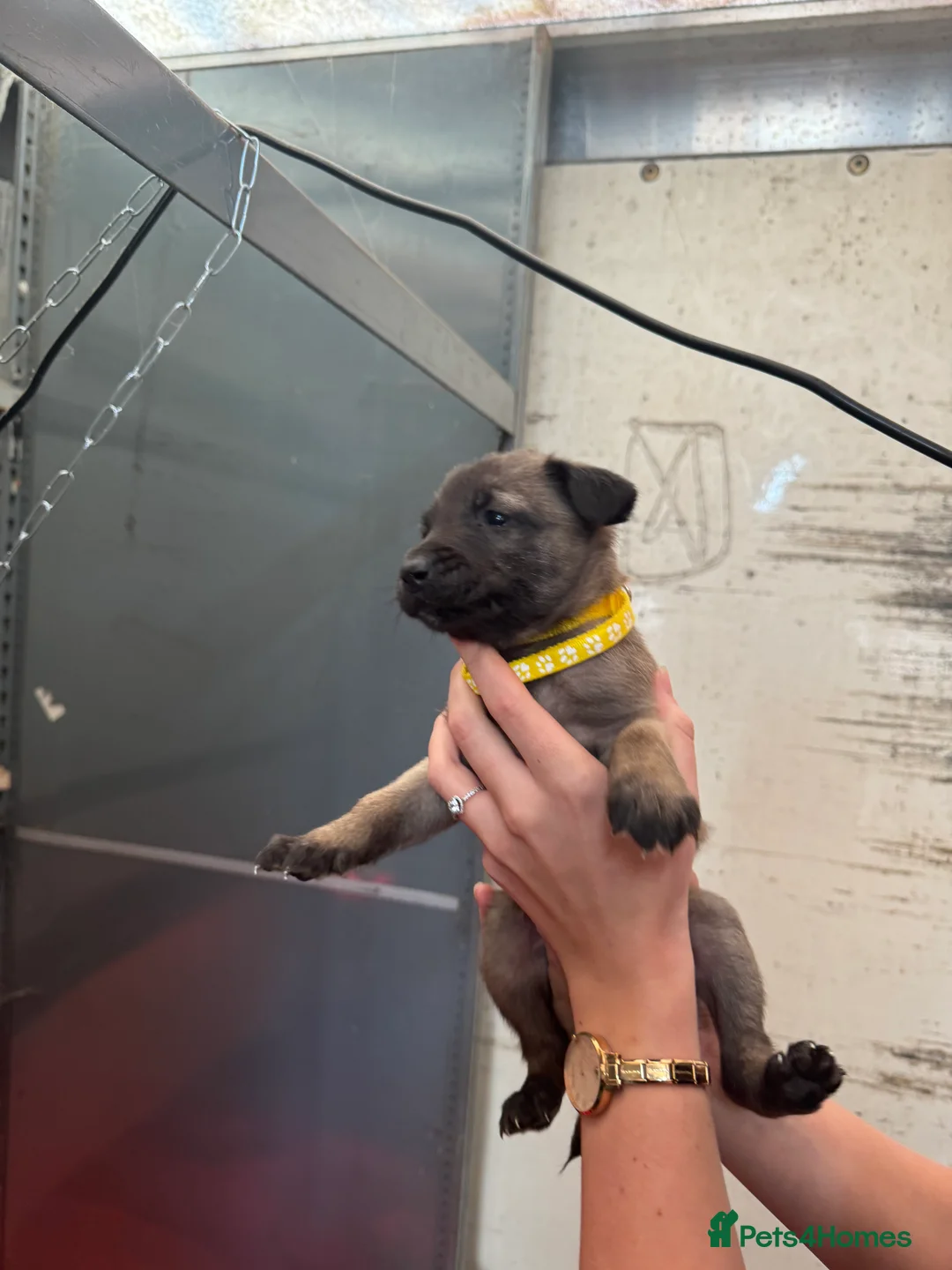 Belgian Shepherd Dog dogs for sale: Gorgeous Belgian Malinois Puppies - Advert 18