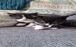 Mixed Breed cats for sale: 5 cute kittens, good natured mum needing homes  - Image 3