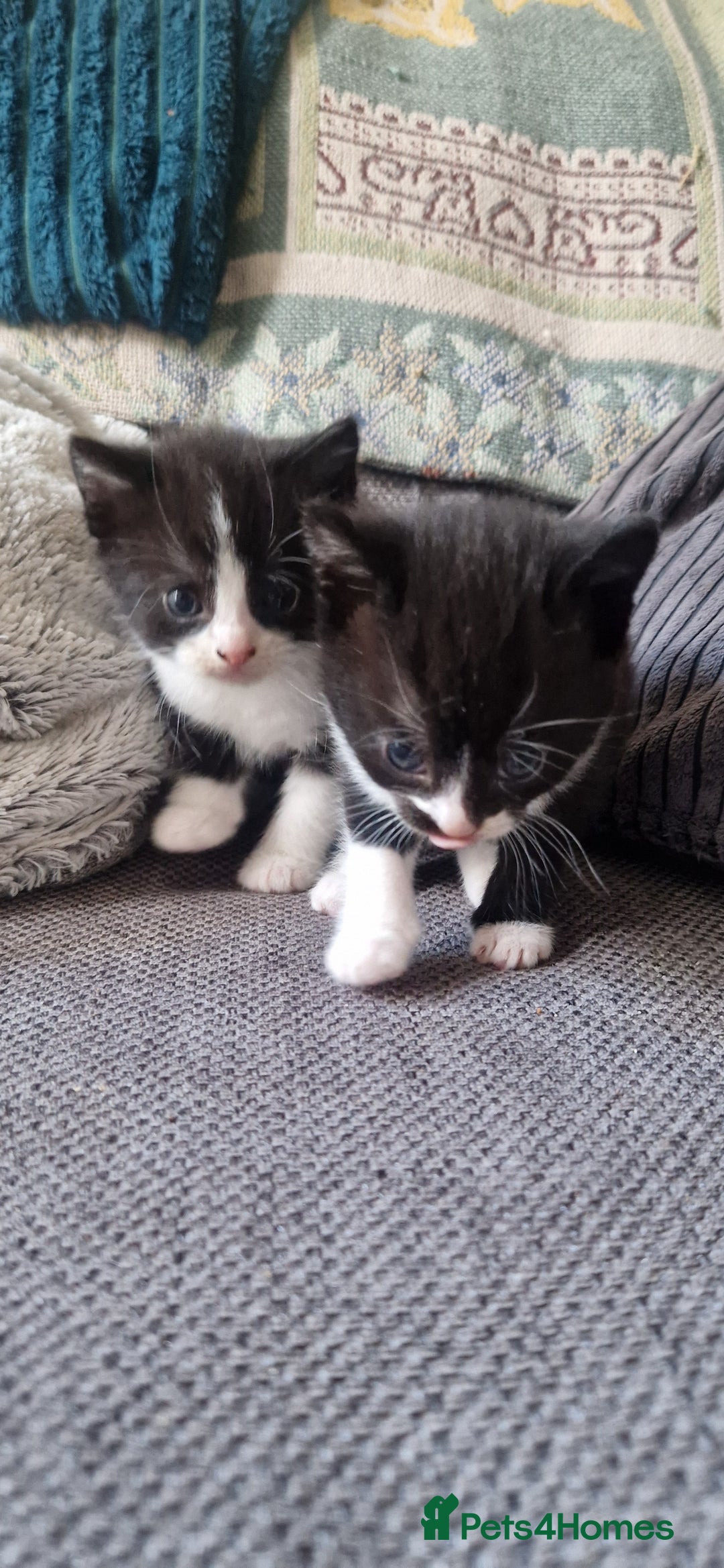 Mixed Breed cats for sale: 5 cute kittens, good natured mum needing homes  - Image 3