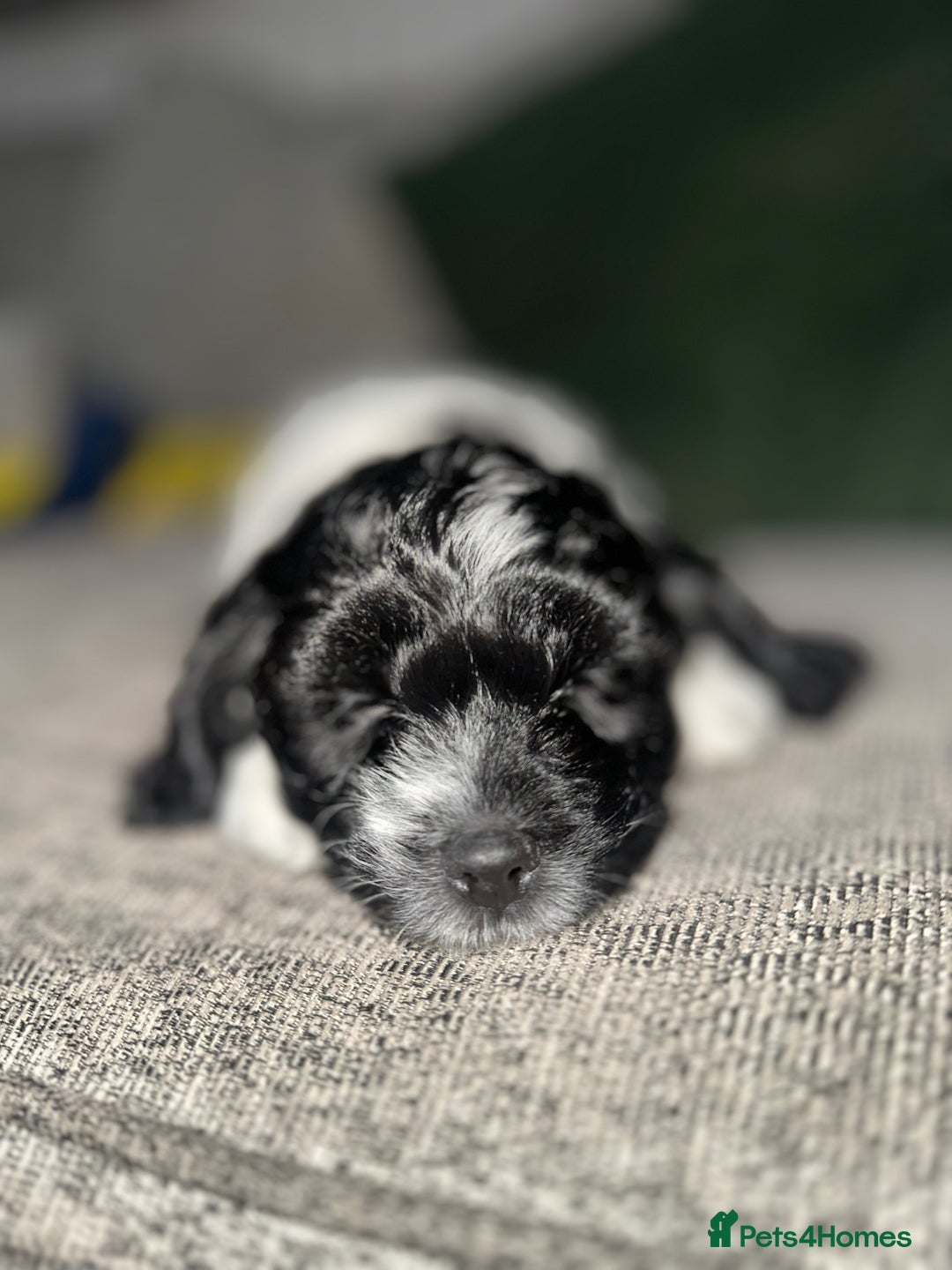 Mixed Breed dogs for sale: 3 LEFT - Cockapoo Cavapoo Puppies - READY TO GO - Advert 3