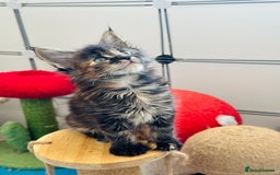 Maine Coon cats for sale: Maine coon kitten ❤️‍🔥 boys and girls available  - Image 1