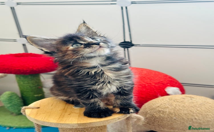Maine Coon cats - Advert 14