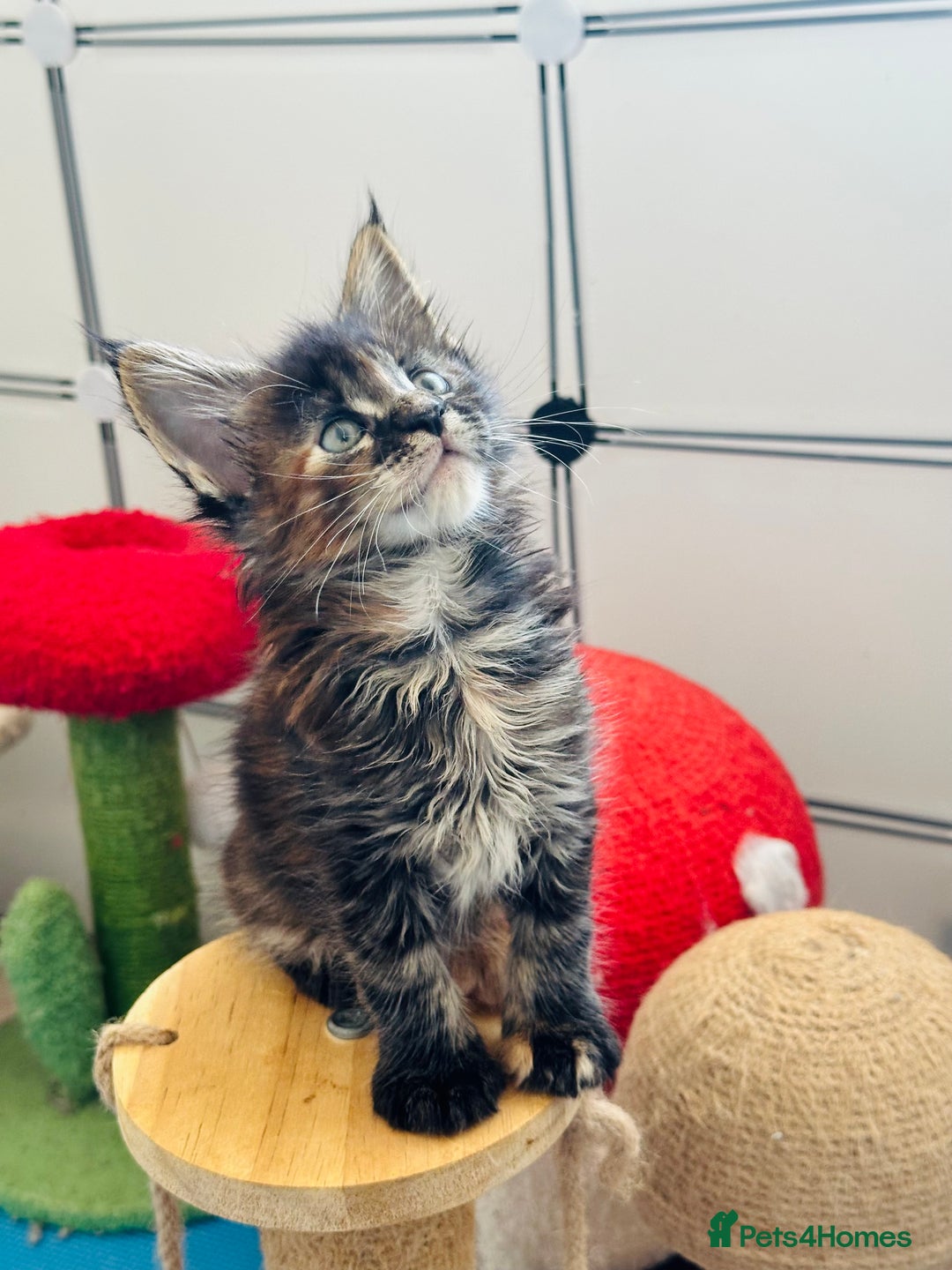 Maine Coon cats for sale: Maine coon kitten ❤️‍🔥 boys and girls available  - Image 1